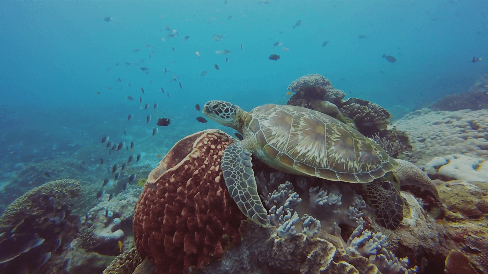 5 beste plekken waar je met schildpadden kunt zwemmen