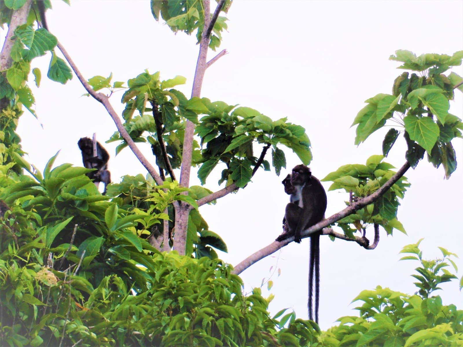 Flora en fauna