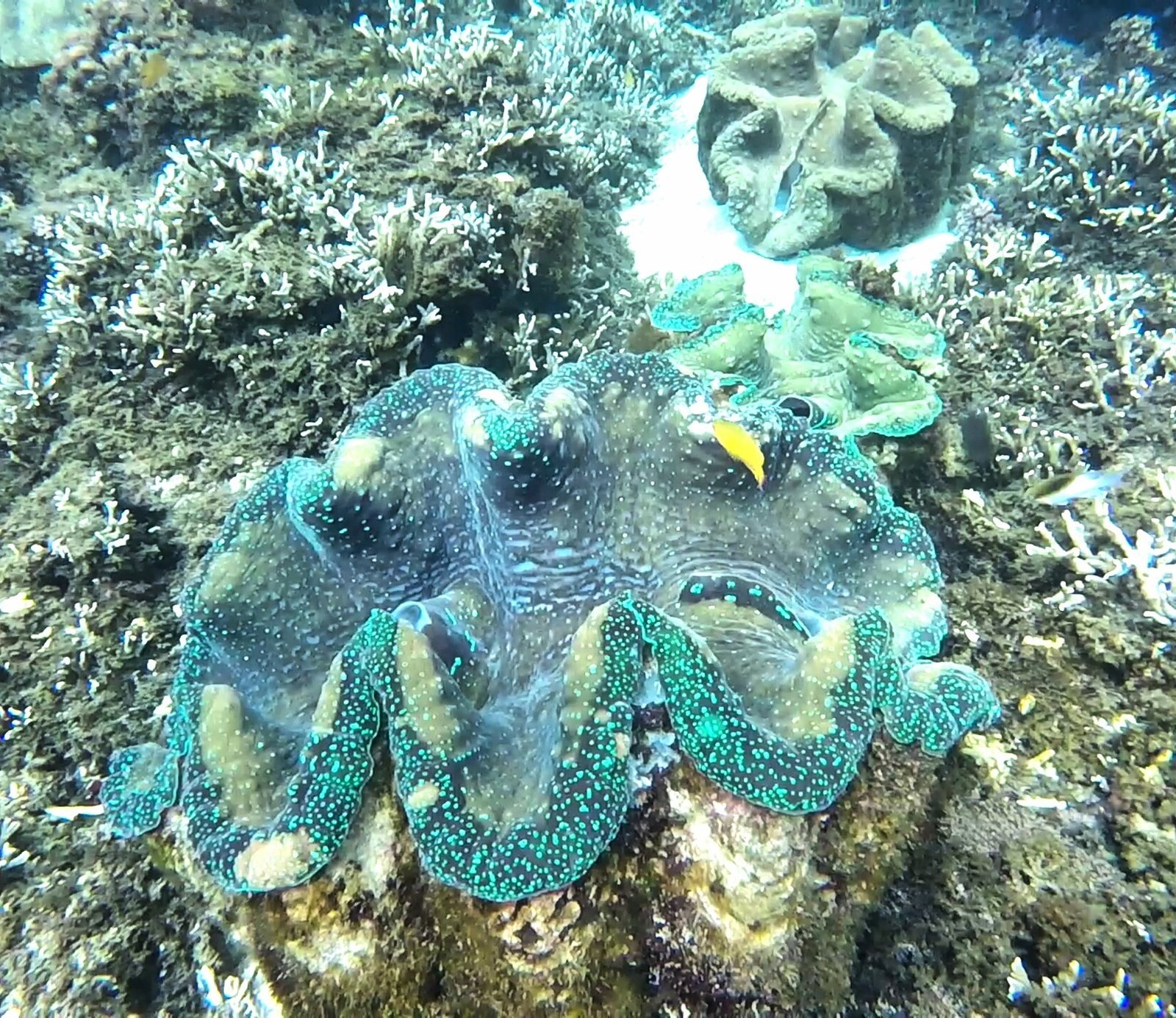 Camiguin - Een ongerepte groene oase van vulkanen en stranden