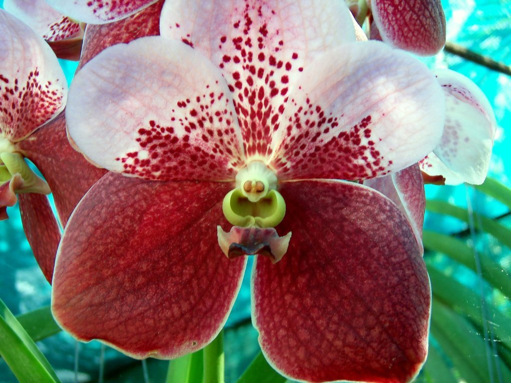 Flora en fauna